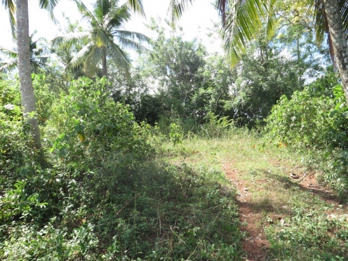 Bare land with the Ocean view