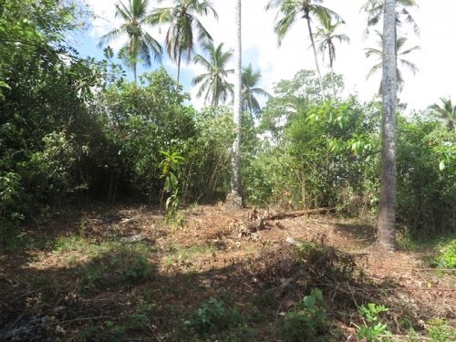 Bare land with the Ocean view