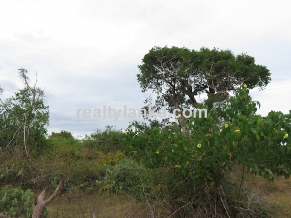 Bare Land Facing the Lagoon