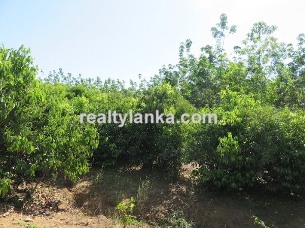 100 Acres Mix Plantation