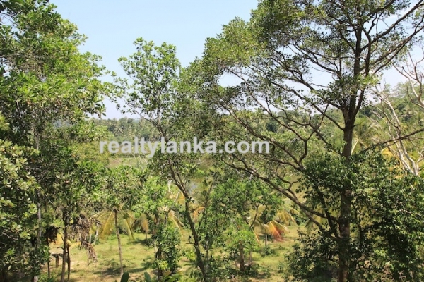 Bareland In Ginthota