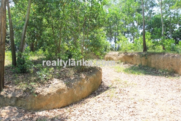 Bareland In Ginthota