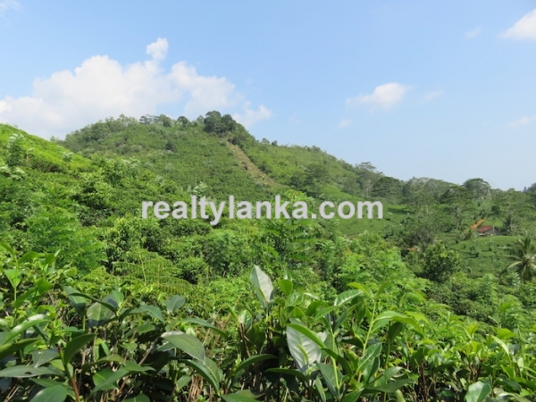 Tea Estate In Iduruwa