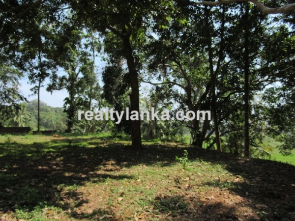 Elevated Property with a Paddy View