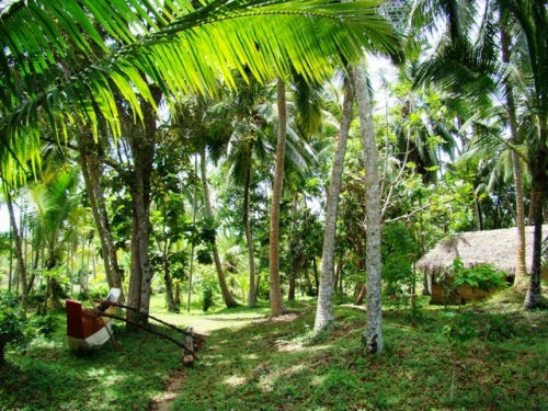 Coconut Island near Galle