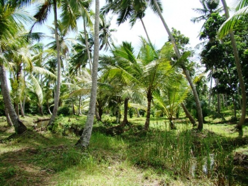 Coconut Island near Galle