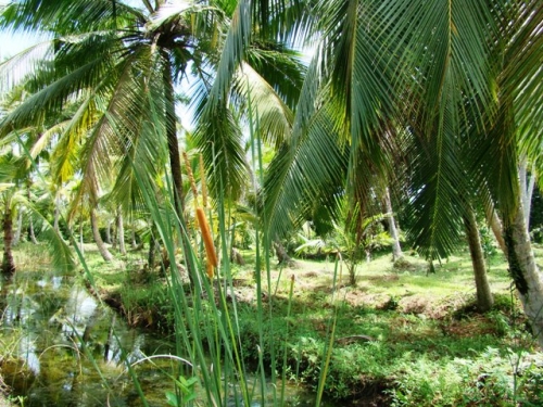 Coconut Island near Galle
